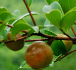 點(diǎn)擊查看詳細(xì)